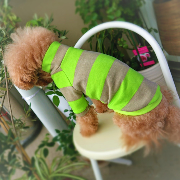 グリーンアップル★ラガーボーダー☆  小型犬 Mサイズ 3枚目の画像