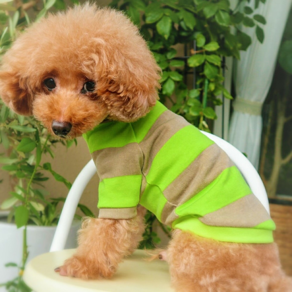 グリーンアップル★ラガーボーダー☆  小型犬 Mサイズ 4枚目の画像