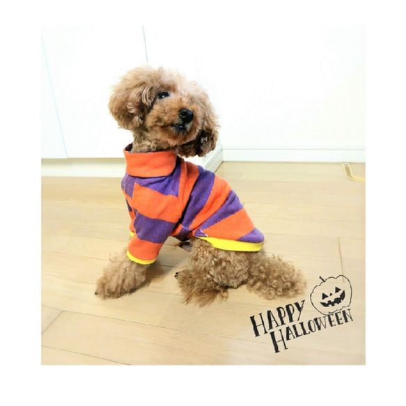 ハロウィーン★ボーダートレーナー☆  小型犬 Mサイズ 8枚目の画像