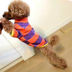 ハロウィーン★ボーダートレーナー☆  小型犬 Mサイズ 3枚目の画像
