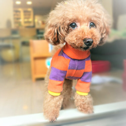 ハロウィーン★ボーダートレーナー☆  小型犬 Mサイズ 6枚目の画像