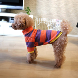 ハロウィーン★ボーダートレーナー☆  小型犬 Mサイズ 7枚目の画像