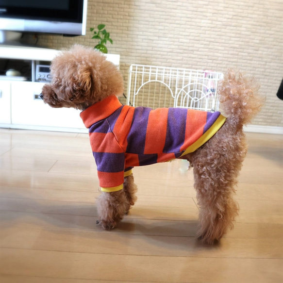ハロウィーン★ボーダートレーナー☆  小型犬 Mサイズ 7枚目の画像