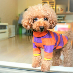 ハロウィーン★ボーダートレーナー☆  小型犬 Mサイズ 9枚目の画像