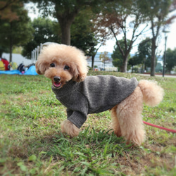 LL★チョコレートブラウン色のリブニット☆  小型犬LLサイズ 3枚目の画像