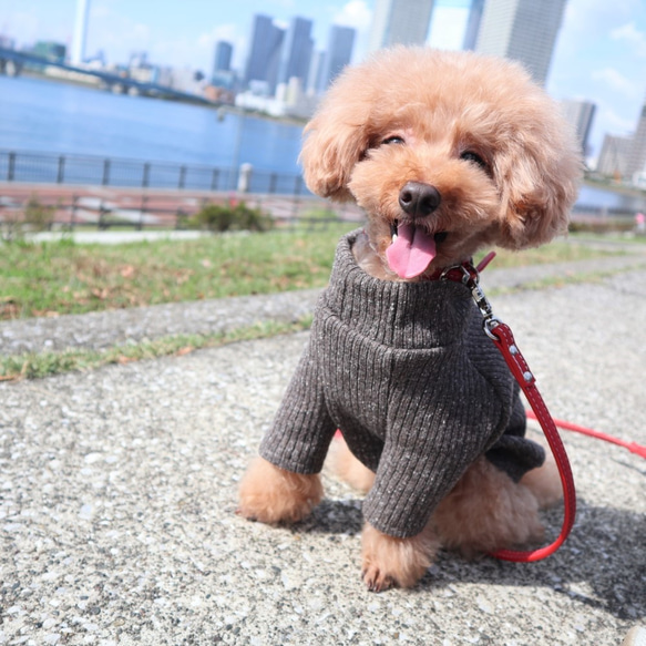 LL★チョコレートブラウン色のリブニット☆  小型犬LLサイズ 8枚目の画像