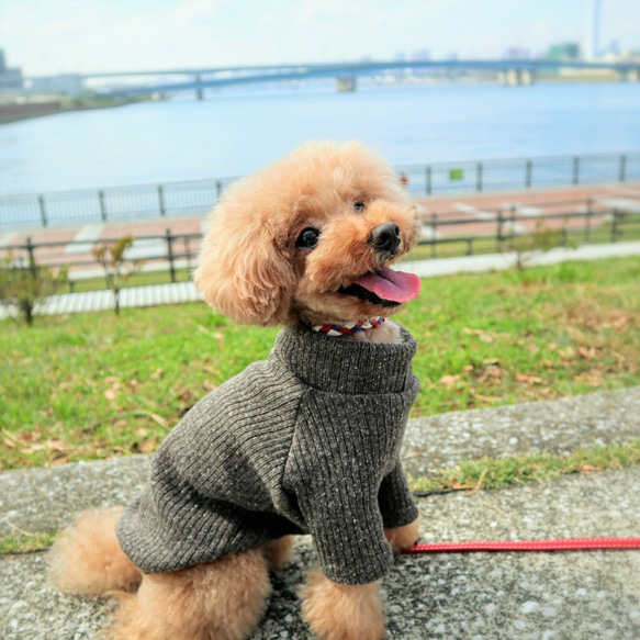 LL★チョコレートブラウン色のリブニット☆  小型犬LLサイズ 5枚目の画像