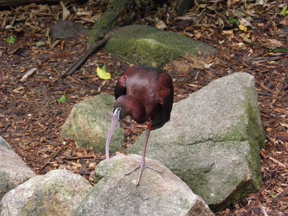 ケアンズ野鳥 A4版 プリント 写真額 8枚目の画像