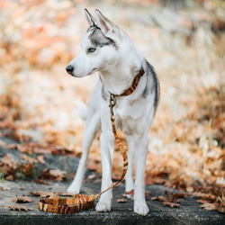 BOHO　中型犬リード　アンティークゴールド Mサイズ 1枚目の画像
