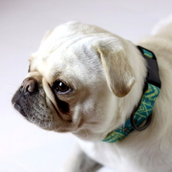 emerald green BOHO　首輪　小型犬　Sサイズ　アンティークゴールド 2枚目の画像
