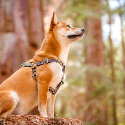 black ethnic  小型犬　フットハーネス　Sサイズ　シルバー 1枚目の画像