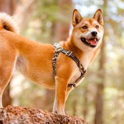 黑色人種小型犬束腳大小S銀 第2張的照片