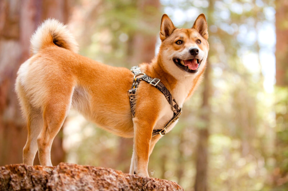 黑色人種小型犬束腳大小S銀 第2張的照片