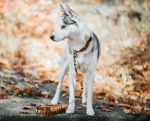 BOHO　エスニック　小型犬リード　アンティークゴールド 2枚目の画像