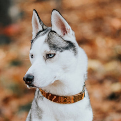 BOHO　エスニック　小型犬首輪　アンティークゴールド　 3枚目の画像