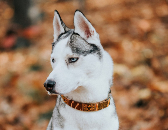 BOHO　エスニック　小型犬首輪　アンティークゴールド　 3枚目の画像