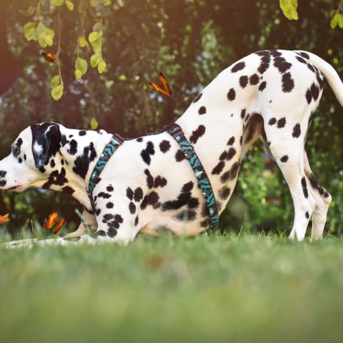 お好きな生地で♪ H型ハーネス 小型犬 中型犬 大型犬 リード・首輪