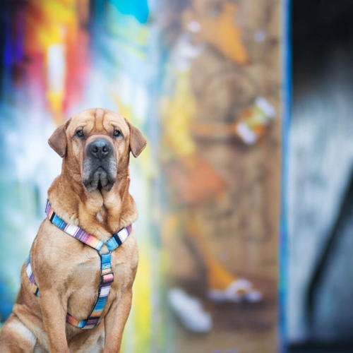 お好きな生地で♪ H型ハーネス 小型犬 中型犬 大型犬 リード・首輪