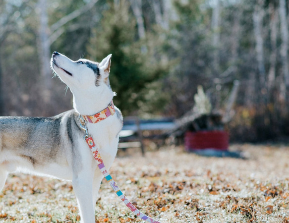 リードのオーダー　小型犬、中型犬、大型犬 2枚目の画像