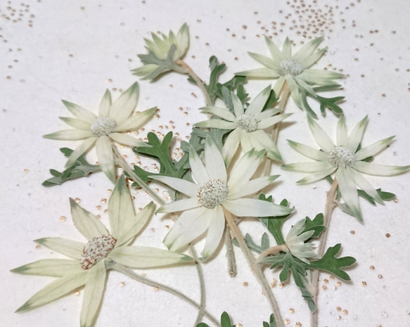HANAページ*12点おまとめ Clear Box | 推し花＊｜推しにお花を贈ろう