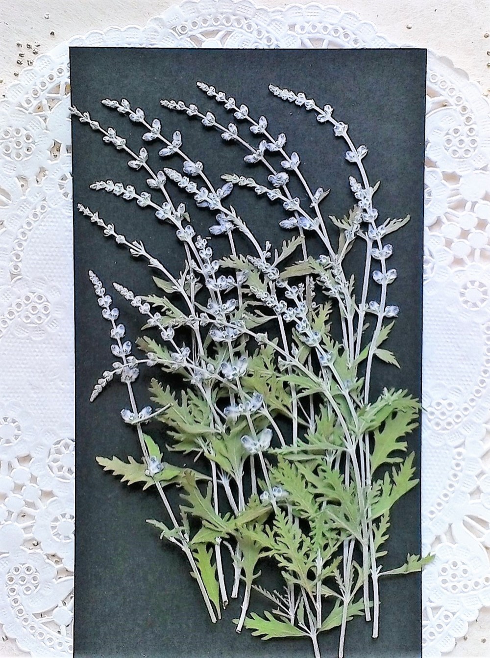 押し花　美品