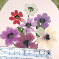 押し花素材（アネモネフルゲンス) 2枚目の画像