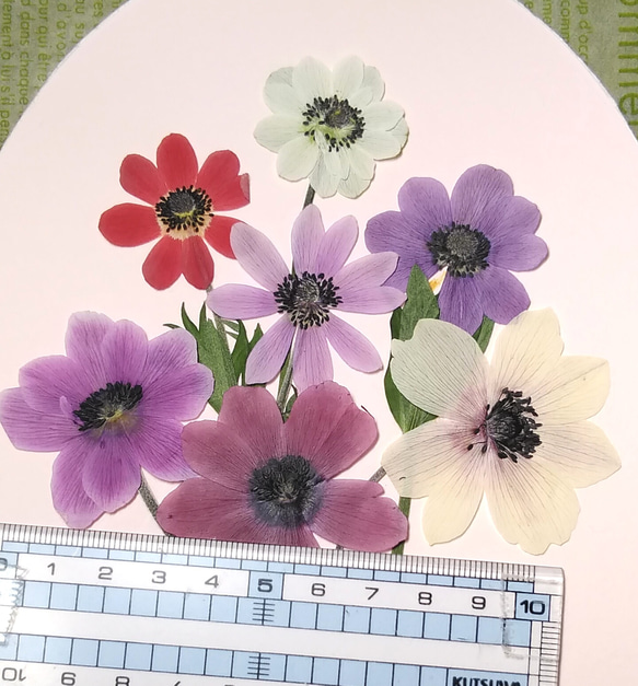 押し花素材（アネモネフルゲンス) 2枚目の画像