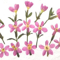 押し花素材（花びらだけメラスフェルラ) その他素材 hanahana