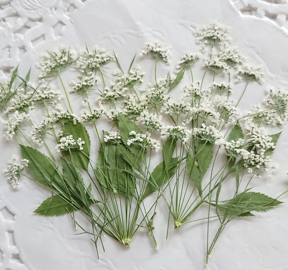 押し花素材（茎つきレースフラワー) 1枚目の画像