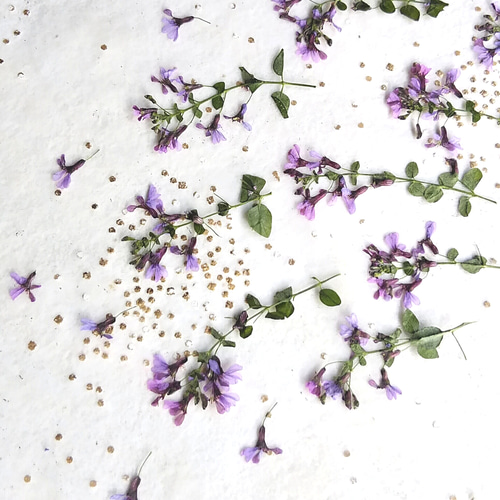 押し花素材☆メラスフェルラ☆*:.。. （メラスフェルラの押し花ポニー  