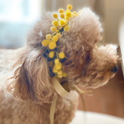 ミモザのアクセサリー ペット花飾り 2枚目の画像