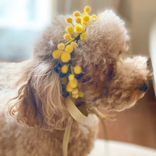ミモザのアクセサリー ペット花飾り ペット服・アクセサリー Atelier