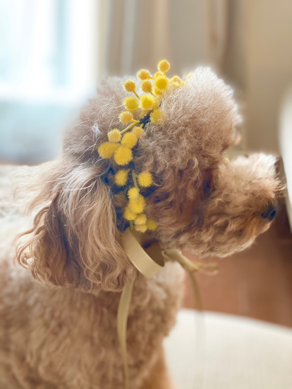 ミモザのアクセサリー ペット花飾り 2枚目の画像