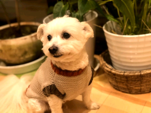 受注製作　犬用あらん編み柄*ラテカラー*セーター　SS～LL 4枚目の画像