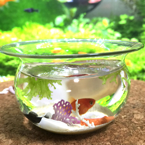 サンゴを入れてまるで海水魚☆ミニチュア金魚鉢 テラリウム one