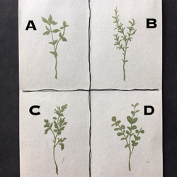 選べる植物標本はんこ ゴム版はんこ 4枚目の画像