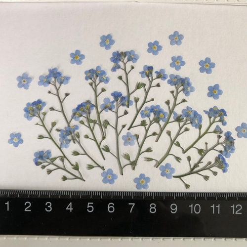 押し花素材】勿忘草 茎付き その他素材 m flowers押し花素材 通販