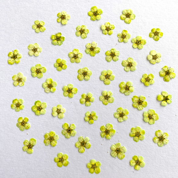 押し花素材】コデマリ イエロー(黄緑) その他素材 m flowers押し花素材 