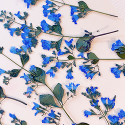 【押し花素材】茎付きカラミンサ　ロイヤルブルー 2枚目の画像
