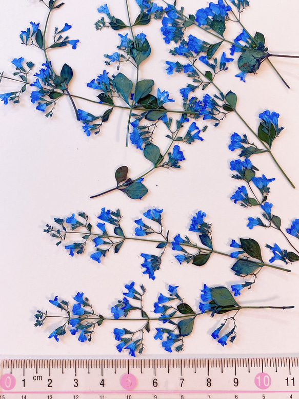【押し花素材】茎付きカラミンサ　ロイヤルブルー 3枚目の画像