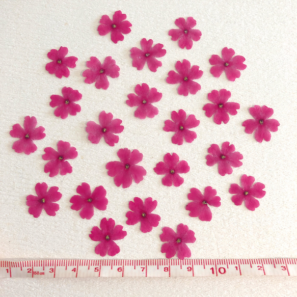 【天然無着色】ラズベリーピンクのバーベナ＊押し花素材 2枚目の画像