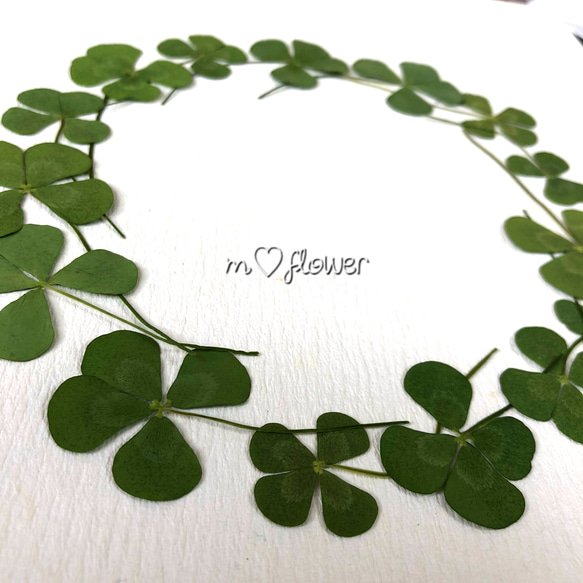 天然無着色】四葉のクローバー＊押し花素材 その他素材 m flowers