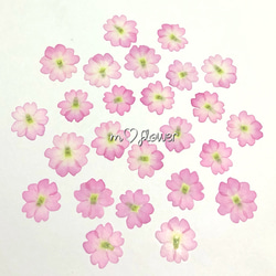【天然無着色】桜色のバーベナ＊押し花素材 1枚目の画像