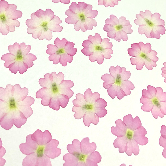 【天然無着色】桜色のバーベナ＊押し花素材 2枚目の画像