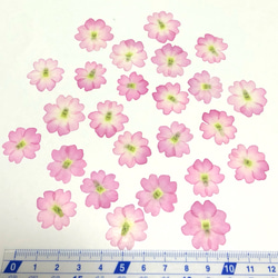 【天然無着色】桜色のバーベナ＊押し花素材 3枚目の画像
