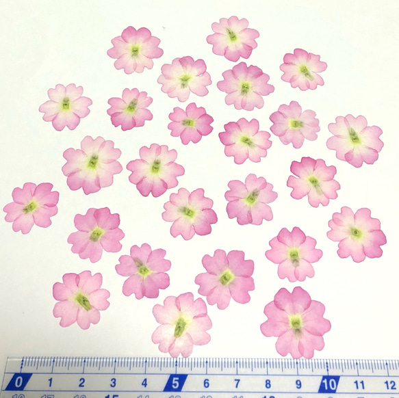 【天然無着色】桜色のバーベナ＊押し花素材 3枚目の画像
