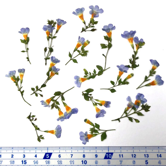 【天然無着色】青の葉付きバコパ＊押し花素材 2枚目の画像