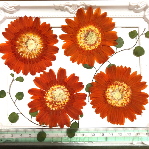 天然無着色】オレンジのガーベラ＊押し花素材 その他素材 m flowers