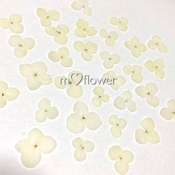 天然無着色】アナベル白＊押し花素材 その他素材 m flowers押し花素材