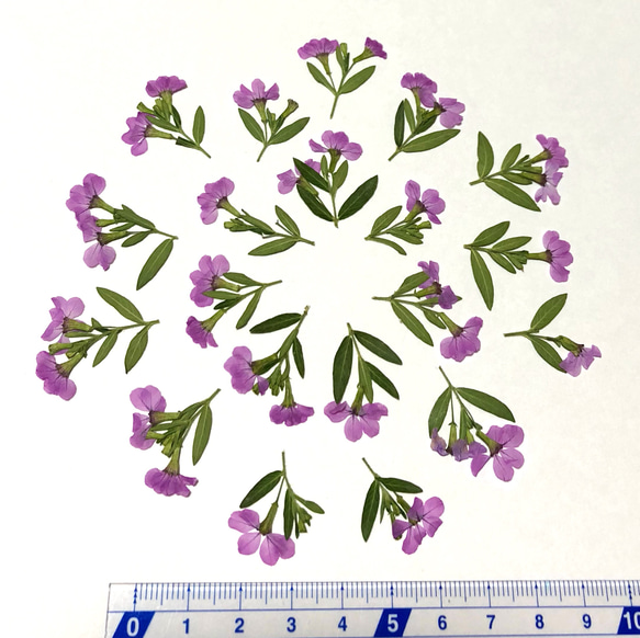 【天然無着色】葉付きクフェア＊薄紫＊押し花素材 2枚目の画像